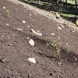 Bonded Fiber Mulch