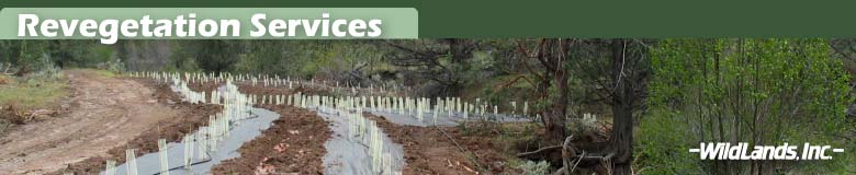 Revegetation Services