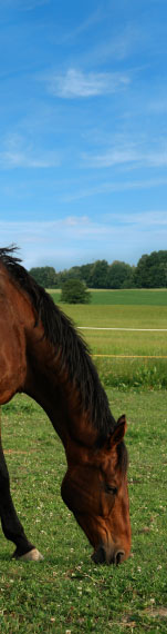 Pasture Seeding