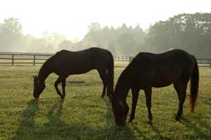 Horse in Pasture